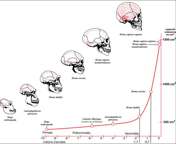 hominid-skulls-expanded-before-we-became-human.jpg