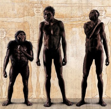 Homo naledi (right) with (left) Lucy (Homo habilis) and Homo erectus