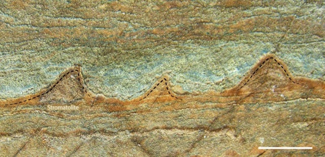 Earliest Life - 3.7 billion year old stromatolites ... or not